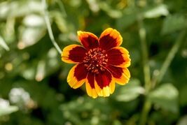 Fresh 30 Cosmidium Brunette Burridgeanum Greenthread Yellow Mahogany Seeds - $3.50