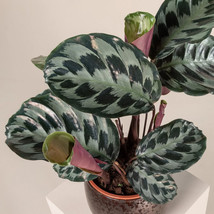 SL 25+ Helen Kennedy Calathea Seeds For Garden Planting - Usa - ! - £3.65 GBP