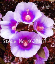 New !100  pcs Double Hollyhock Flower Bonsai, Mixed Perennial Home Garden Decora - £5.98 GBP