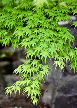 Green Japanese Maple, Acer palmatum - 28-32 inch potted tree- Landscape or Bonsa - £27.31 GBP+