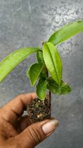 live tree plant caimito star apple Pouteria abui green  - £51.35 GBP