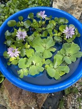 (9) MIX Water Hyacinth &amp; Lettuce Koi Pond Floating Plants Algae LARGE Ju... - £34.75 GBP