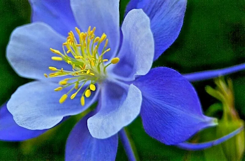 PSStore 200 Rocky Mountain Columbine Native Wildflower Vegetable Seeds Item image 2