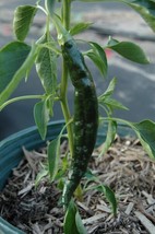 50 Pasilla Bajio Pepper Mexican Chile Negro Capsicum Annuum Seeds Fresh - £15.72 GBP