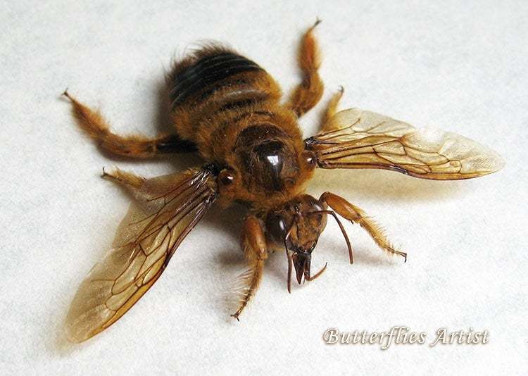 Valley Carpenter Bee Real Xylocopa Varipuncta Entomology Collectible Sha... - $48.99