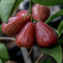 1Pcs Red Wax Apple Live Plant 12”-24” Syzygium Samarangense Live Fruit Tree - $79.98