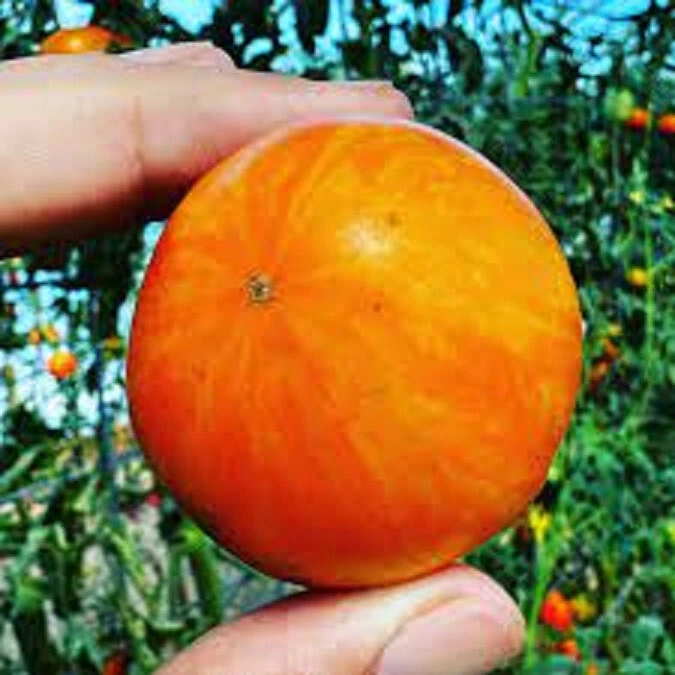 50 Seeds Apricot Tomato Zebra Hybrid Tasty Juicy Vegetable Tomatoe Garde... - $5.18