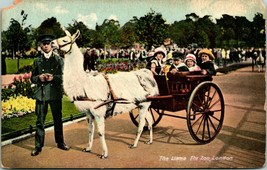 Vtg Postcard 1910s London England London Zoo The Llama w Pull Cart UNP - £10.43 GBP
