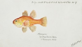14518.Decor Poster print.Room wall art.Marine life drawing.Fish market design - £12.74 GBP+