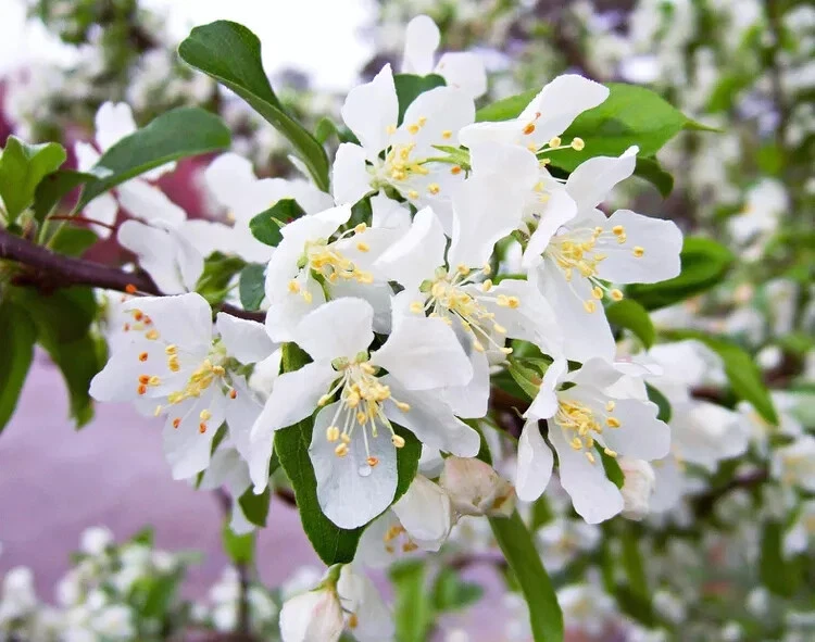 Stunning 25 Red Jewel (Jewelcole) Crabapple Seeds Planting - $149.58 MXN