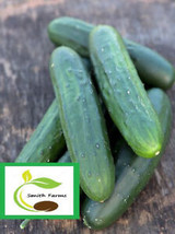 SGH 25 Seeds Masterpiece Cucumbers Planting Edible Food Easy To Grow - $5.49