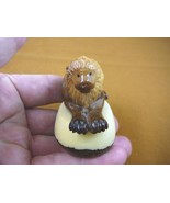 (tn-lion-600) LION lions wild cat TAGUA NUT Figurine Carving Vegetable i... - $36.54 CAD
