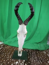 Real Hartebeest Skull African Antelope Skull Horns + Metal Pedestal, Deer Skull - £320.73 GBP