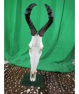 Real Hartebeest Skull African Antelope Skull Horns + Metal Pedestal, Dee... - $395.01