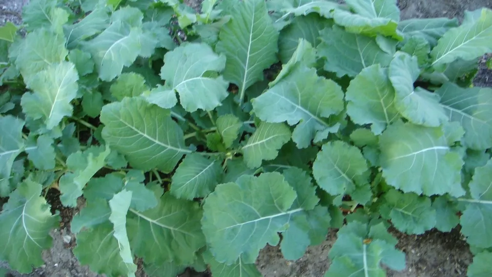 Semilir Georgia Southern Collard Non Gmo Creole 250 Seeds - £7.43 GBP