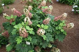 OAKLEAF HYDRANGEA 4" POT image 5