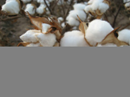 100 White Cotton Gossypium Seeds Non Gmo Shipper Best Price Fresh Garden - £11.73 GBP