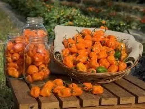 25 Habanero Pepper Seeds 2024 Heirloom Seed Usa Fresh Garden - £5.09 GBP