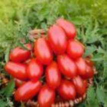 Roma Tomatoes Seeds Organic Non Gmo - Heirloom Seeds – Vegetable Seeds 10 Seeds - £8.99 GBP