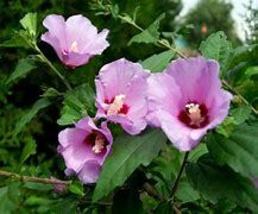 US Seller 20+ seeds Rose Of Sharon Flower Seeds High Germination Easy TO Grow - £1.86 GBP