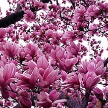 Magnolia Liliiflora Shrub 10 Seeds Mulan Tulip Lily Magnolia Gardening Fresh USA - $12.30