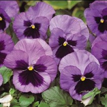 Pansy Seeds Pansy Matrix Oc EAN 25 Seeds Extra Large Flowers - £16.37 GBP