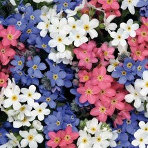 US Seller 200 Seeds Forget Me Nots Mixed Colors Early Blooms Pollinators - £7.99 GBP