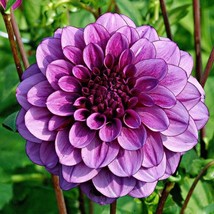 25 Milano Dahlia Perennial Flowers Seeds Flowering Bloom seeds Fresh Gar... - $163.98 MXN