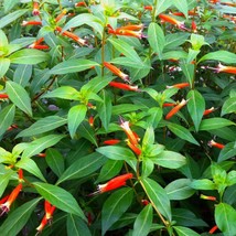 Top USA Seller Mexican Cigar Plant (Cuphea Ignea Coanscarlet) Seeds - $18.83