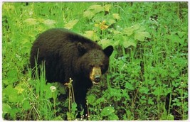 Postcard Bear Greetings From Dorset Lake Of Bays Ontario - £3.10 GBP