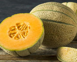 20 Seeds Honey Rock Cantaloupe Melon Heirloom Organic NonGmo Fresh Fast ... - $8.99