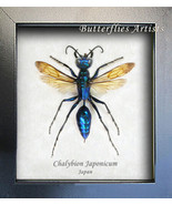 Chalybion Japonicum Metallic Blue Green King Wasps XL RARE Entomology Sh... - $272.16 CAD