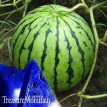 A Package 50 Pieces Seeds Blue Flesh Watermelon Seeds New Varieties ofWater Melo - £4.46 GBP