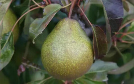 HS  25+ Winter Nelis Pear Seeds For Garden Planting - USA  - £5.17 GBP