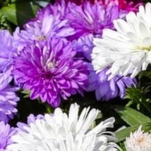 New China Crego Aster - Purple And White (No Pink Mix - Callistephus Chinensis - - $9.98