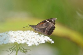 New Fresh Seeds Asclepias Incarnata White Ice Ballet 50 Seeds - £15.79 GBP