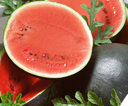 Sugar Baby Watermelon 25+Seeds Garden Bush Watermelon AVG WT 7-10 lbs USA - £8.75 GBP