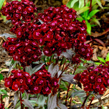 Sweet William Black Adder 100 Seeds Carnation Maroon Leaves Dianthus Pinks Fresh - £10.76 GBP