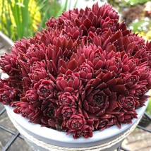 USA SELLER 15 Seeds Hens &amp; Chicks Coral Red House Plant Garden Flowers Fast Ship - £11.95 GBP