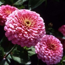 Seeds Zinnia Luminosa Open Pollinated Heirloom 100 Seeds Per Pack - $1.98