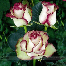 1 Professional Pack, 50 seeds / pack, New Light Green Rose with Purple Edge Rose - £3.06 GBP