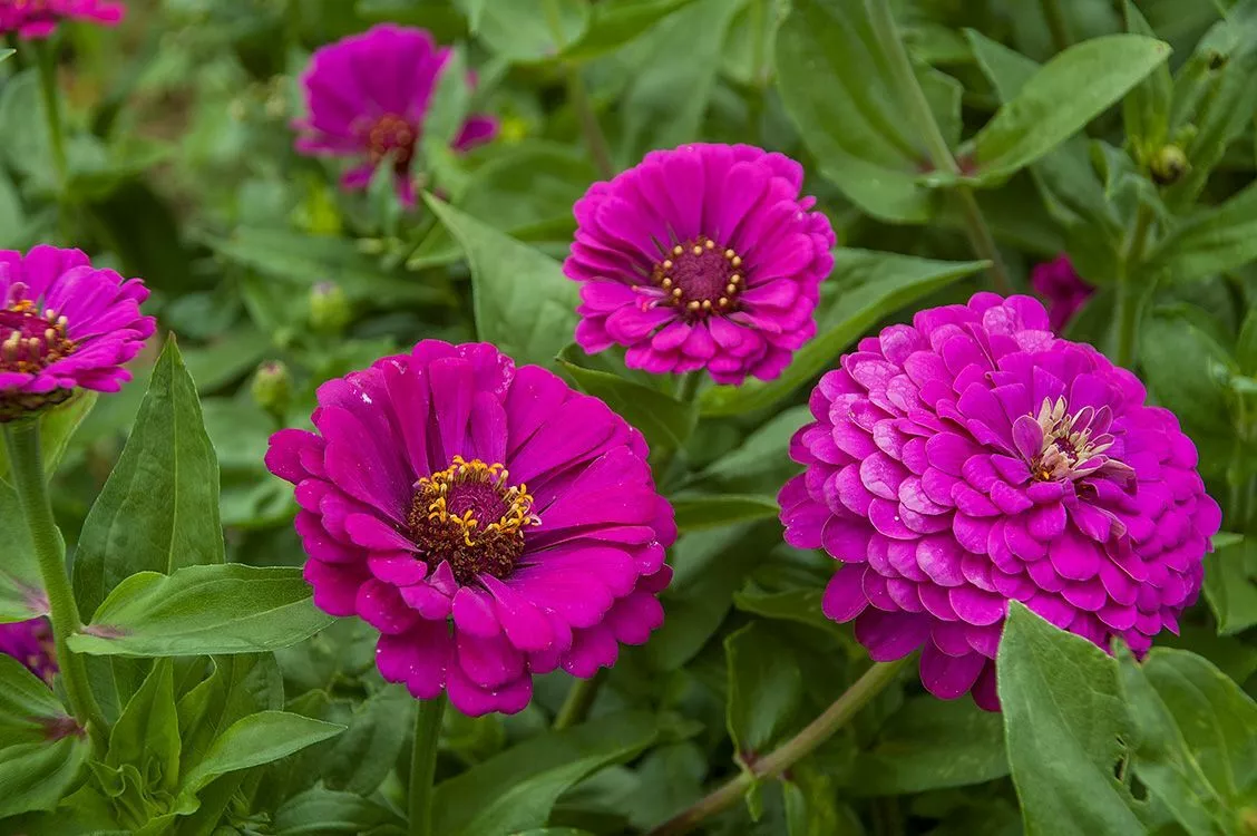 FARM 50 Purple Prince Zinnia Seeds Non-Gmo Variety Packet Sizes Bulk Seeds - $9.25