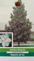 Southern Magnolia Tree Large Flowering Trees Plant New Landscaping Shade Flowers - £110.10 GBP