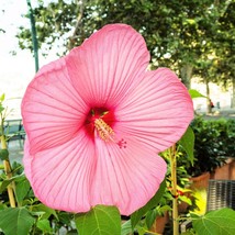 20 Light Pink Hibiscus Moscheutos Var Palustris Hardy Flower Seeds New Fresh See - $14.90