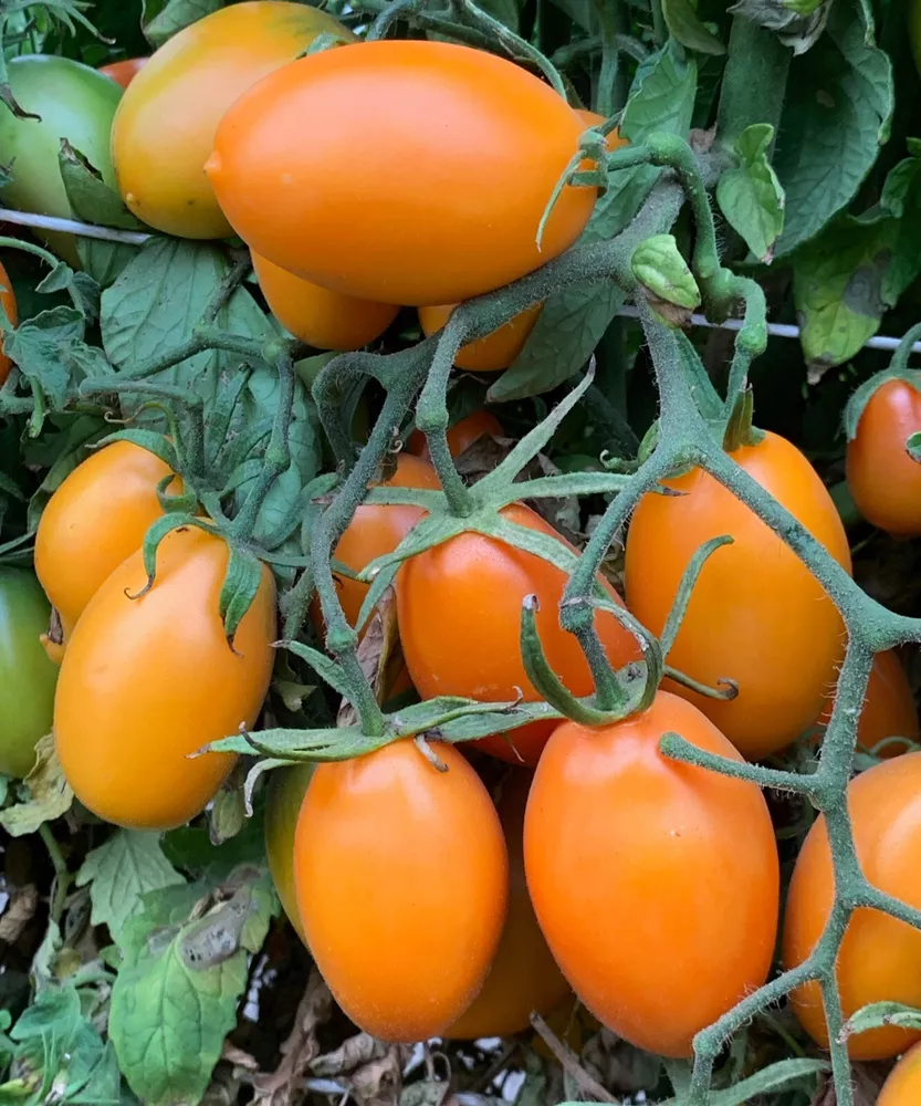 Orange Roma Tomato Seeds Organic - $3.63