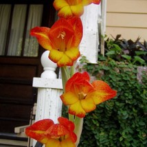 Gladiolus Dalenii African Parrot Gladiola Candy Corn Glad 5 Seeds Gardening USA  - £17.32 GBP