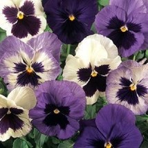 New! 30+ Pansy Matrix Oc EAN Breeze Flower Seeds Mix - £7.35 GBP