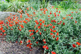 Seeds 20 Scarlet Globemallow Sphaeralcea Coccinea Cowboys Delight Red Flower See - £20.28 GBP