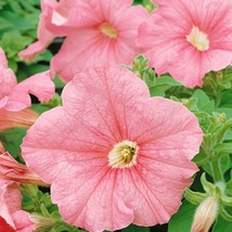 Petunia Grandiflora Seeds Salmon Petunia Flower Seed 250 Seeds Fresh USA... - $18.99