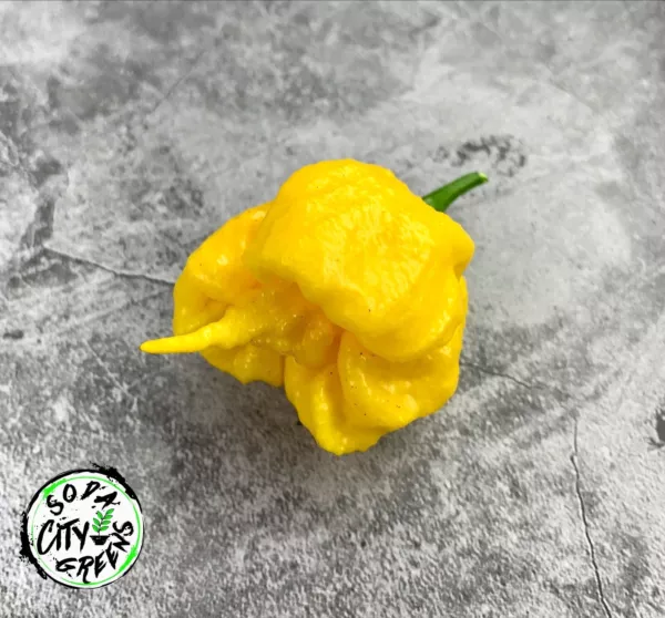 Yellow Carolina Reaper Pepper Seeds 10 Fresh Seeds USA - $8.98